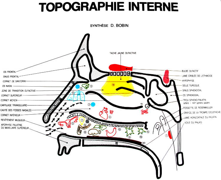 topographie interne