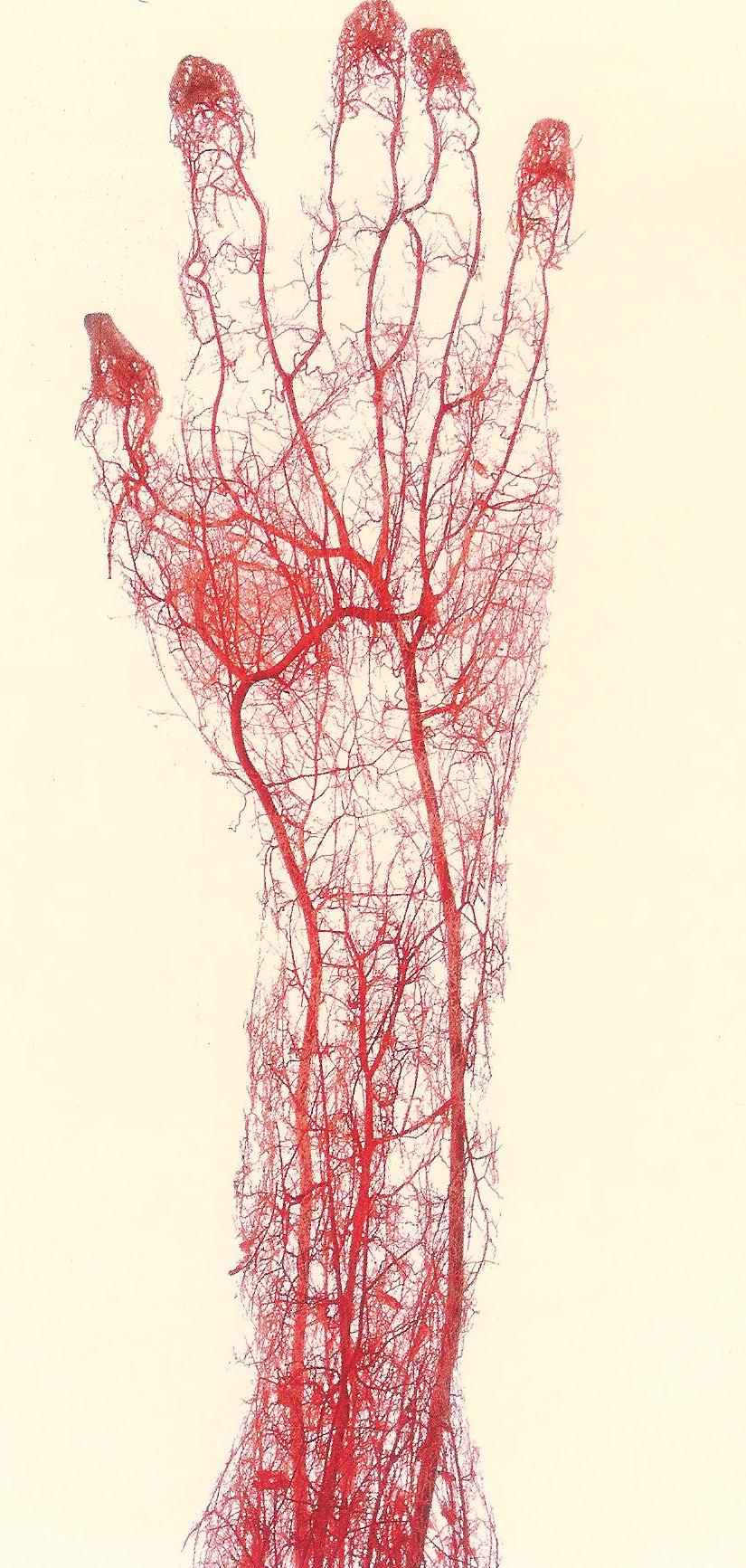 veinologie